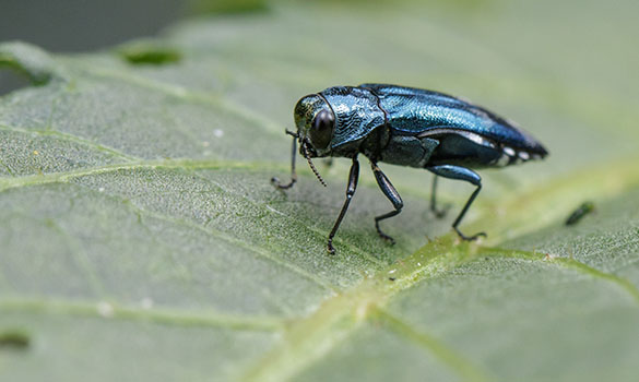 Emerald Ash Borer Aside Image