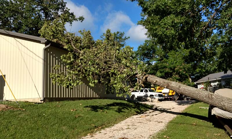 Before Tree Removal